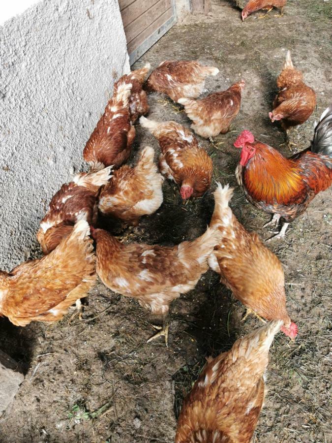 Hoermannhof Bressanone Dış mekan fotoğraf